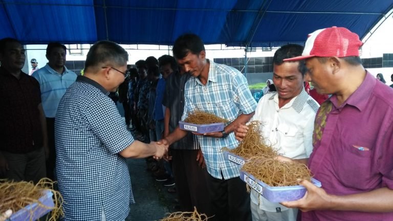 BUPATI BUTUR SERAHKAN BIBIT UNGGUL RUMPUT LAUT KEPADA PETANI