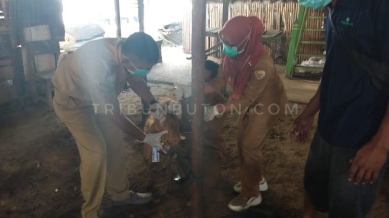 DETEKSI ‘ZOONOSIS’, DISPAN PISAHKAN KAMBING TAK LAYAK KURBAN