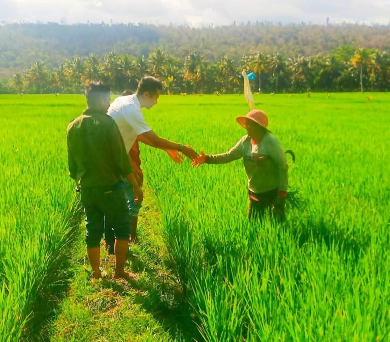 HTN, GMNI MINTA PEMKOT CEPAT TANGANI KEKERINGAN SAWAH