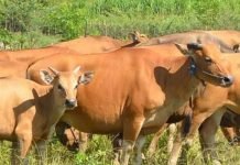 PEMDES LIA BALANO BANTU 60 EKOR SAPI KEPADA WARGA