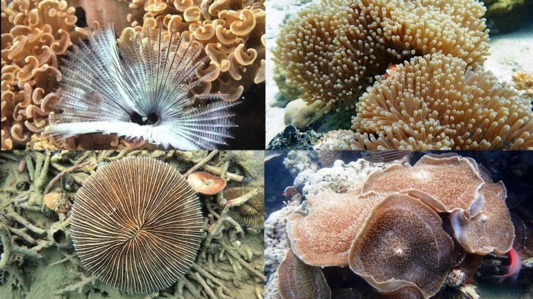 PULAU TAMBAKO, SURGA BAWAH LAUT KABUPATEN BOMBANA