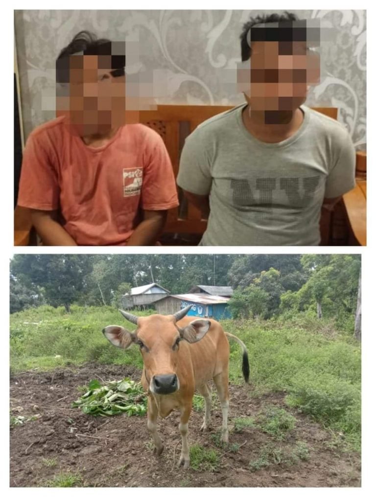 DUA PENCURI SAPI DI KAMBOWA DIBEKUK DI BAUBAU