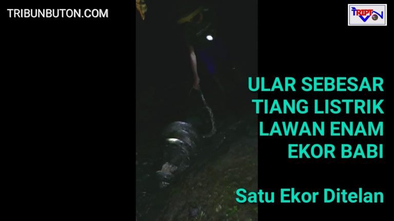 ULAR VS ENAM EKOR BABI, BABI DITELAN