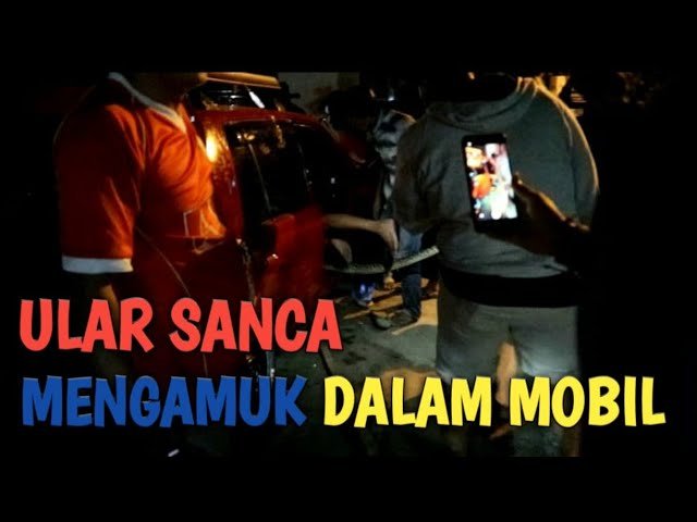ULAR SANCA MENGAMUK DI DALAM MOBIL – TRIPTONtv