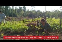 MENGINTIP KEBUN UBI JALAR MILIK IBU HAMIDA
