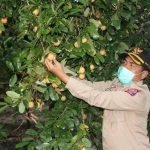 BUPATI BUTON SEBUT KEBERHASILAN PETANI PALA DI AMBUAU