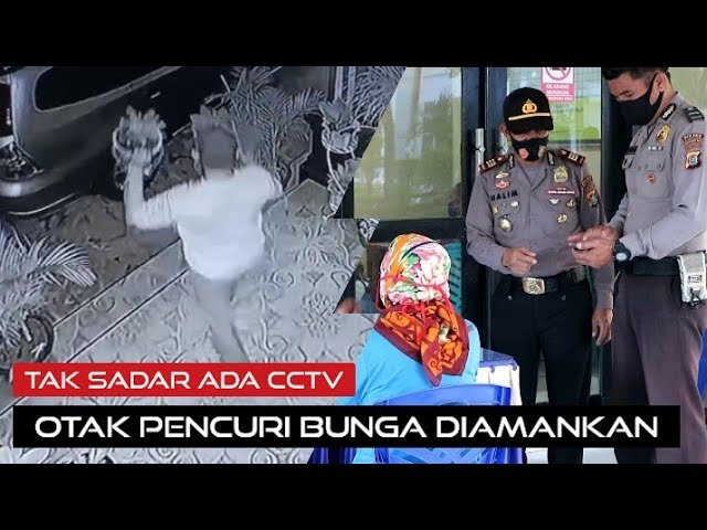 PENCURI BUNGA AGLONEMA DITANGKAP