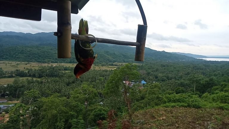 PEMANDANGAN DARI LIANGKAMOI, BUTON KAPUNTORI