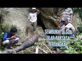 WARGA KAONGKE-ONGKEA TANGKAP ULAR YANG BERSEMBUNYI DI GUA