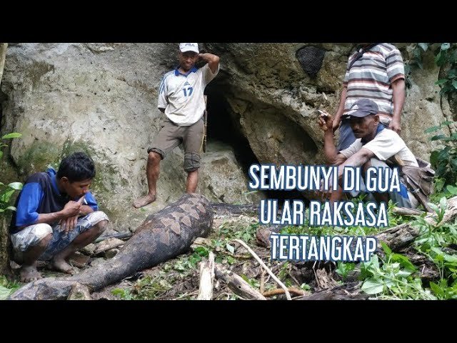 WARGA KAONGKE-ONGKEA TANGKAP ULAR YANG BERSEMBUNYI DI GUA