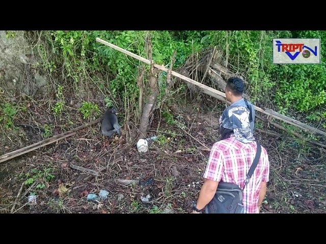 KASIAN MONYET INI JALAN TERSERET-SERET