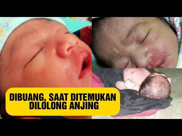 BAYI DIBUANG IBUNYA, DITEMUKAN SEDANG DILOLONG ANJING