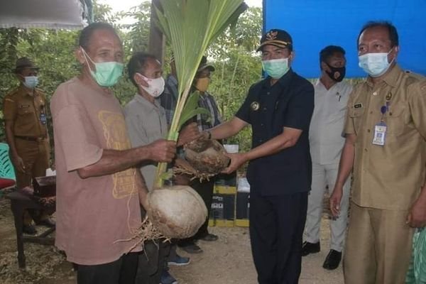 PEMKAB BUTON PERSIAPKAN 50 RIBU BIBIT PALA DAN KELAPA GENJAH