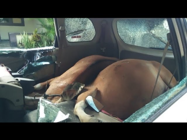 MOBIL RENTAL AVANZA DIGUNAKAN CURI SAPI