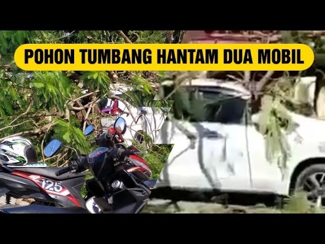 POHON TUMBANG HANTAM DUA MOBIL
