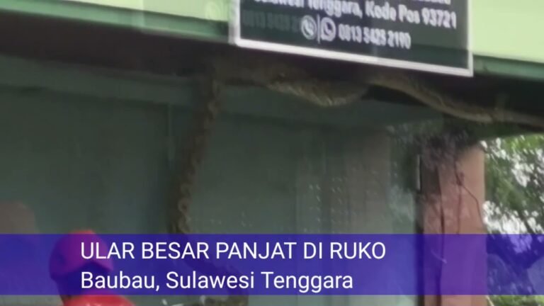 ULAR PITON DI RUKO, PANJANGNYA TIGA METER