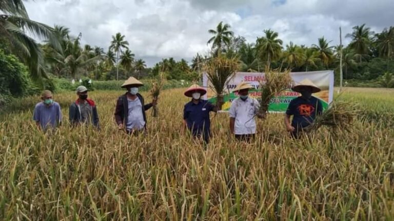 BUPATI WAKATOBI BERI BANTUAN MESIN PERONTOK PADI, SEKALIGUS PANEN PERDANA