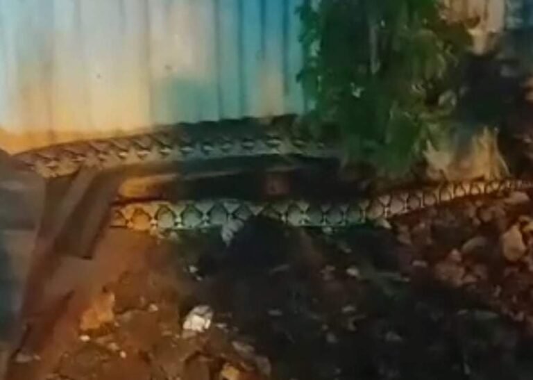 ULAR PITON BERKELIARAN, BERSEMBUNYI DI BAWAH PONDASI