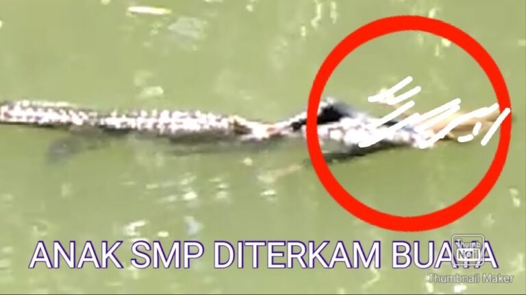 PELAJAR SMP INI DITERKAM BUAYA