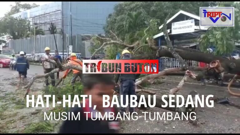 HATI-HATI, BAUBAU SEDANG MUSIM TUMBANG-TUMBANG