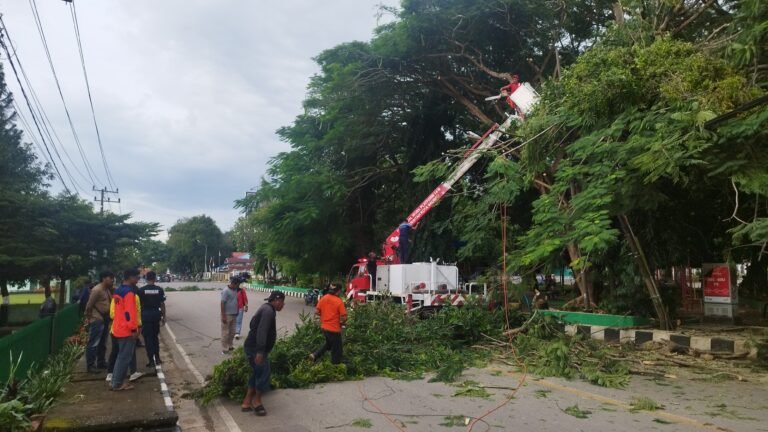 Berpotensi Membahayakan, BPBD Kota Baubau Tebang Pohon di Taman Segitiga