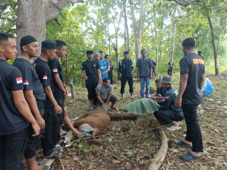 Kurban dari Gaji Personel, Brimob Sultra Sembelih 28 Ekor Sapi di Batauga